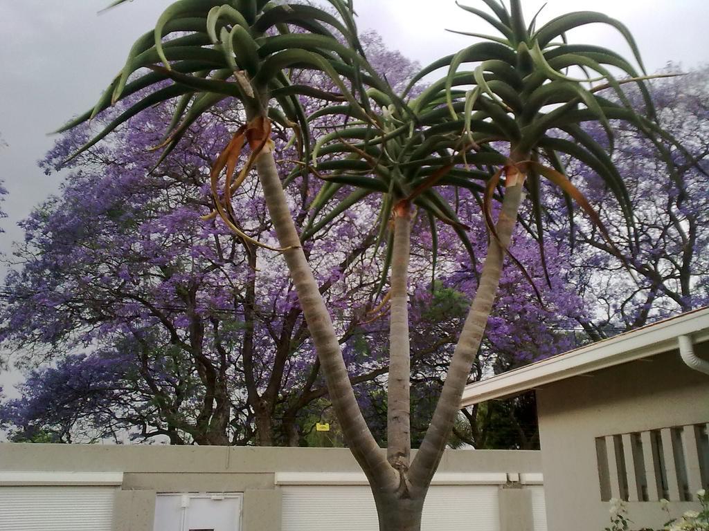 Rosebank Lodge Guesthouse By Claires Johannesburg Exterior photo